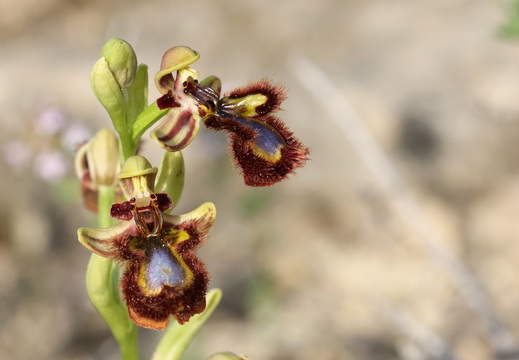Ophrys speculum 015 1Q2A9361
