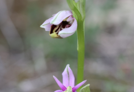 Ophrys picta 008 1Q2A9325