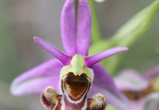 Ophrys picta 009 1Q2A9328