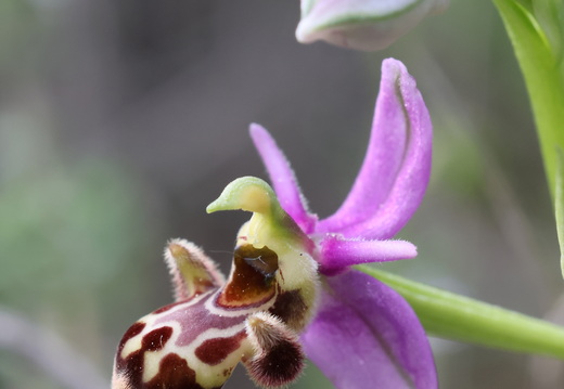 Ophrys picta 010 1Q2A9332