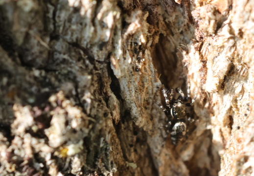 Salticus zebraneus 001 1Q2A2767