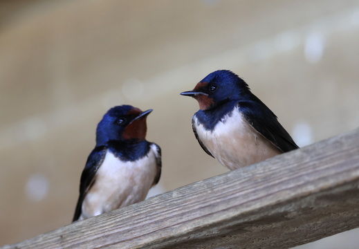Hirondelle rustique 026 1Q2A8246