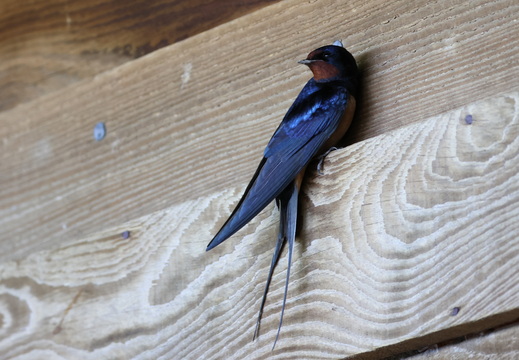 Hirondelle rustique 028 1Q2A8274