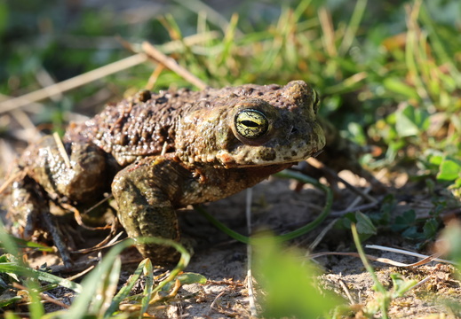 Crapaud calamite 009 1Q2A9419