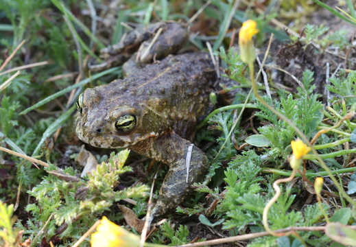 Crapaud calamite 008 1Q2A9417