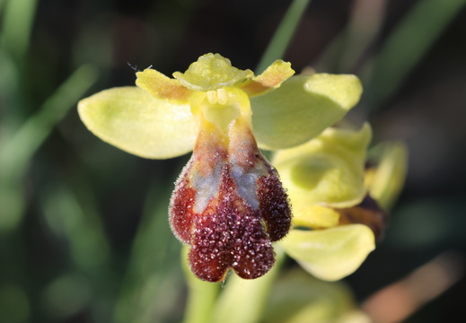 Ophrys forestieri 021 1Q2A9439