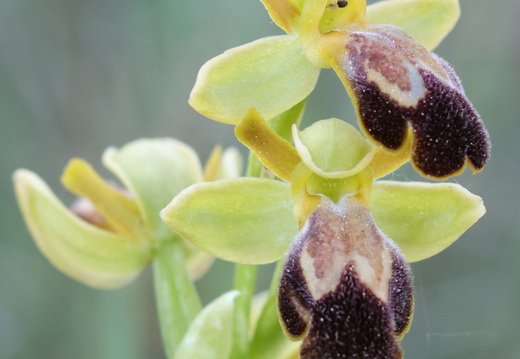 Ophrys forestieri 022 1Q2A9444