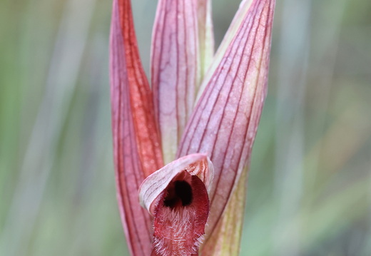Serapias vomeracea 019 1Q2A9441