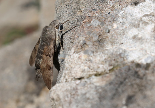 Macroglossum stellatarum 015 Moro-sphinx 1Q2A9496