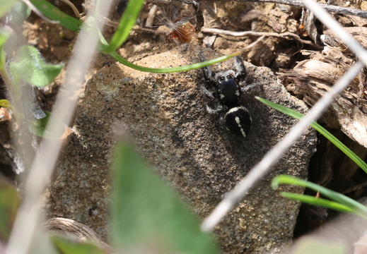 Pellenes sp 002 1Q2A9615