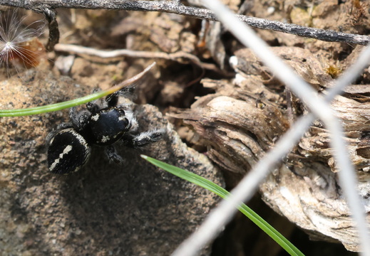 Pellenes sp 003 1Q2A9617