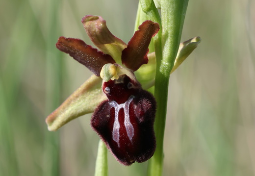 Ophrys incubacea 022 1Q2A9504