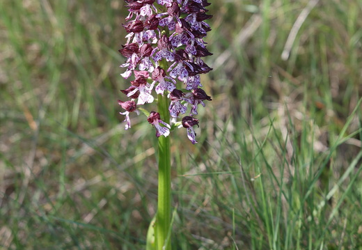 Orchis purpurea 025 1Q2A9523