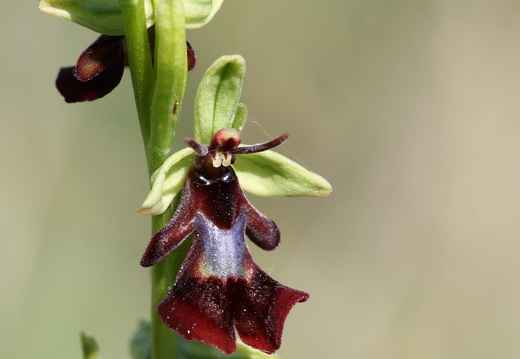 Ophrys insectifera 018 1Q2A9526