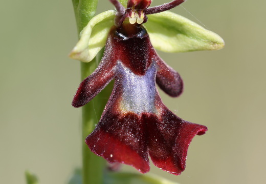 Ophrys insectifera 019 1Q2A9530
