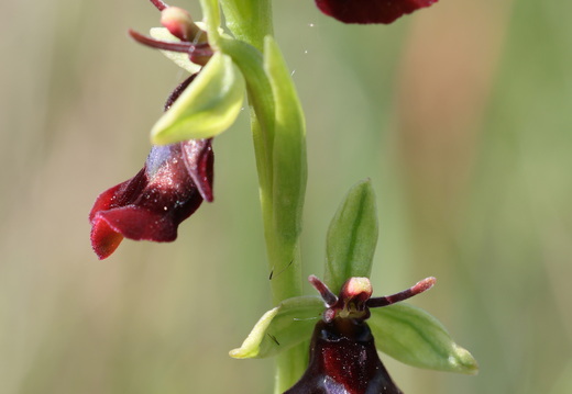 Ophrys insectifera 020 1Q2A9533