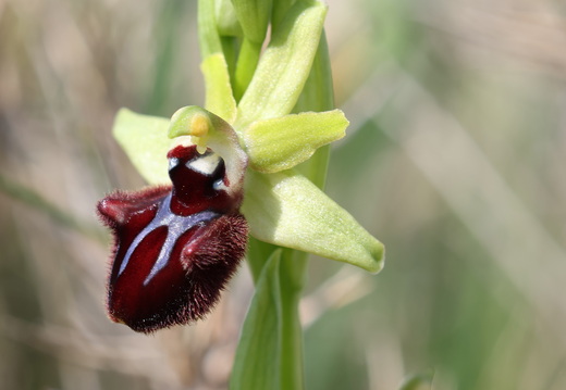 Ophrys incubacea 023 1Q2A9545