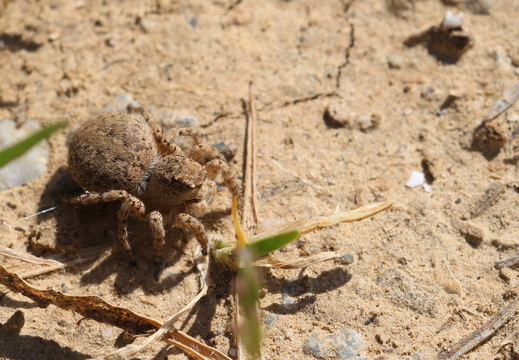 Aelurillus v-insignitus 025 1Q2A9552