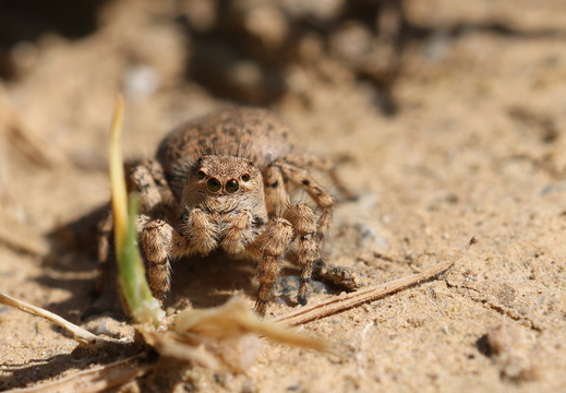 Aelurillus v-insignitus 026 1Q2A9562
