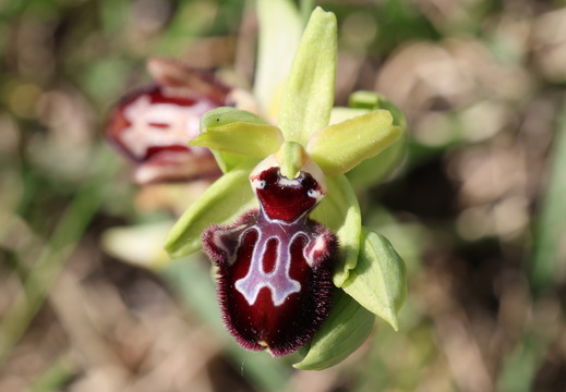 Ophrys incubacea 024 1Q2A9593