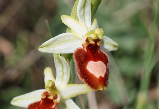Ophrys magniflora 037 1Q2A9597