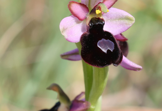Ophrys magniflora 039 1Q2A9605