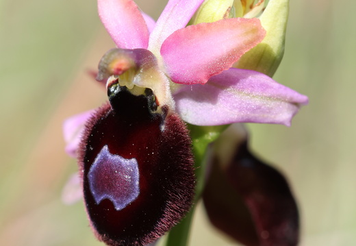 Ophrys magniflora 040 1Q2A9647