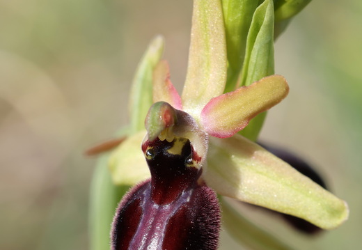 Ophrys hybride incubacea x magniflora 005 ×raimbaultii 1Q2A9621