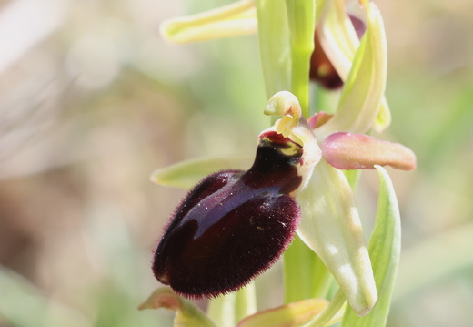 Ophrys hybride incubacea x magniflora 006 ×raimbaultii 1Q2A9623