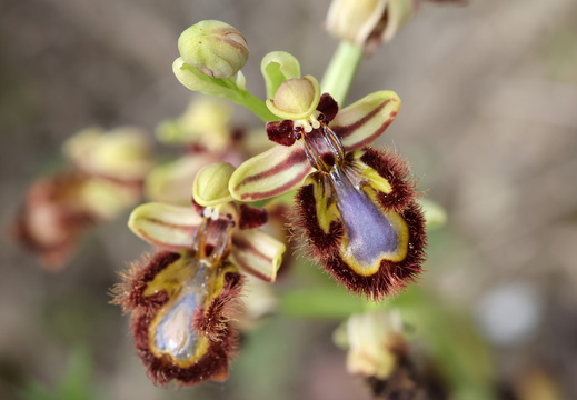 Ophrys speculum 016 1Q2A9666