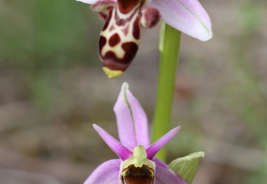 Ophrys picta 011 1Q2A9670