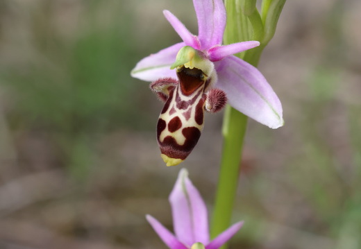 Ophrys picta 012 1Q2A9674