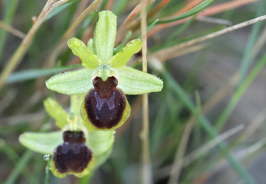 Ophrys virescens 008 1Q2A9451