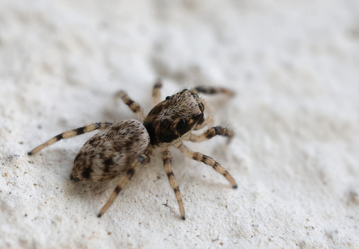 Salticus mutabilis
