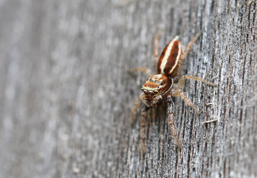 Salticidae