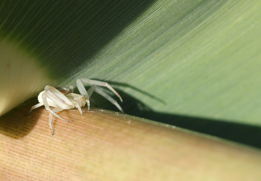 Runcinia grammica