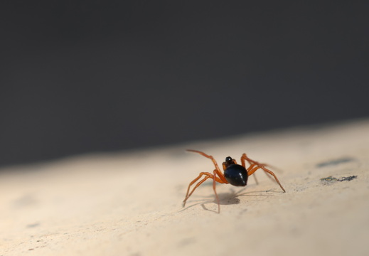 Arachnides