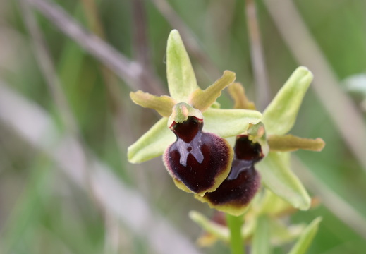 Ophrys virescens 009 1Q2A0527
