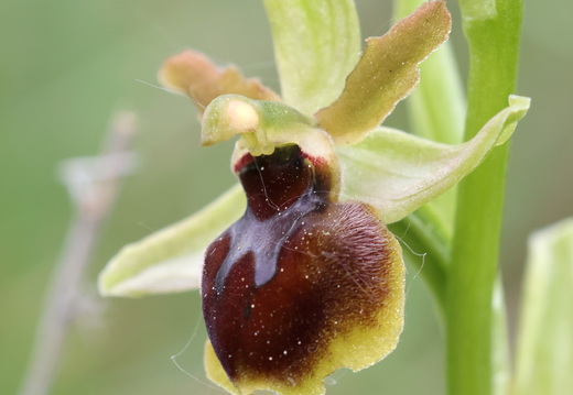 Ophrys virescens 010 1Q2A0531