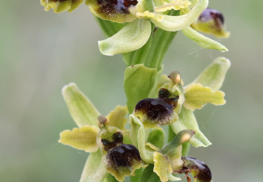 Ophrys virescens 011 1Q2A0546
