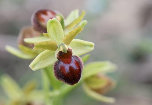 Ophrys virescens