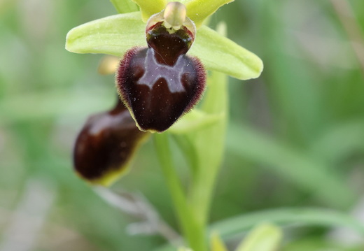 Ophrys virescens 013 1Q2A0580