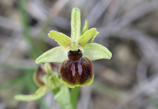 Ophrys virescens 014 1Q2A0582