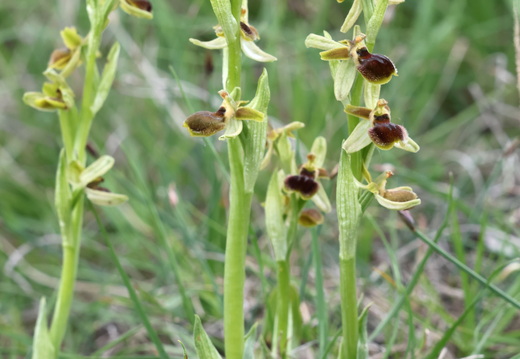 Ophrys virescens 015 1Q2A0585