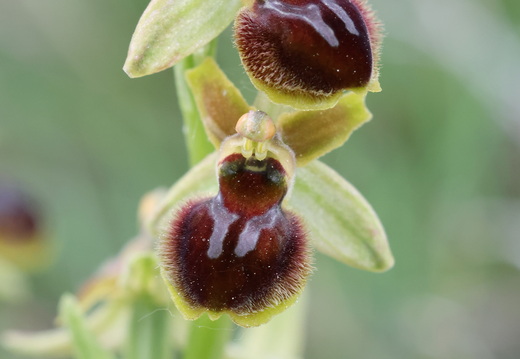 Ophrys virescens 016 1Q2A0588
