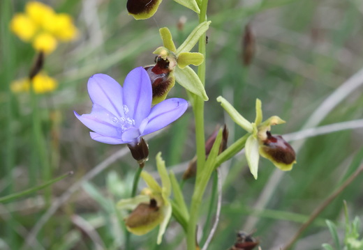 Ophrys virescens 017 1Q2A0608