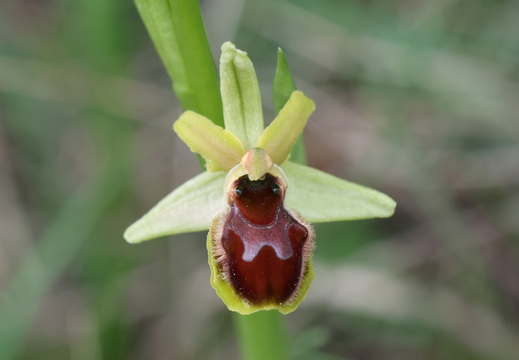 Ophrys virescens 018 1Q2A0621