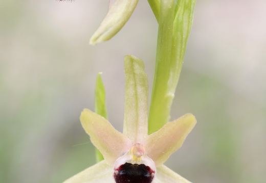Ophrys incubacea 026 1Q2A0563
