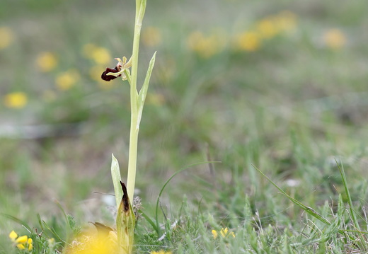 Ophrys incubacea 027 1Q2A0572