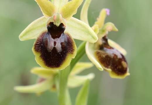 Ophrys virescens 019 1Q2A0630